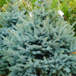 Baby Blue Spruce – (ball & burlap)