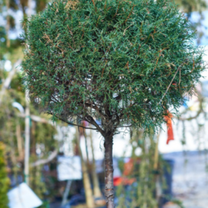 Carolina Sapphire Cypress Single Pom Pom Topiary