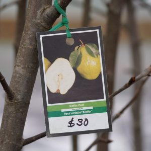 Keifer Pear Tree